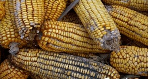 夏季飼料防霉與原料銷售策略 保障品質，贏得市場